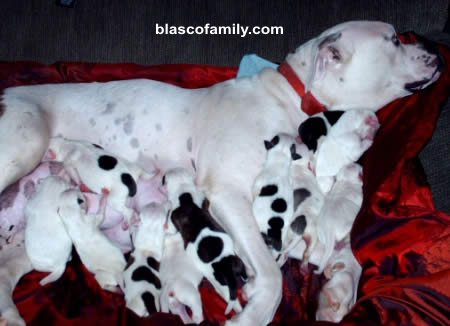 Johnson American Bulldog puppies for sale