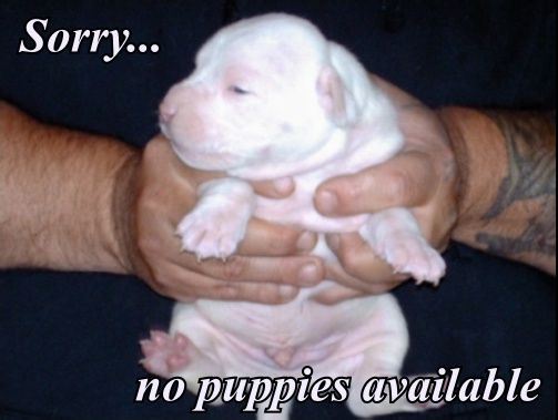 Sorry, no puppies available