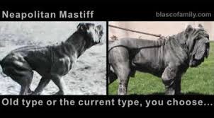 Neapolitan Mastiff, old type and new...