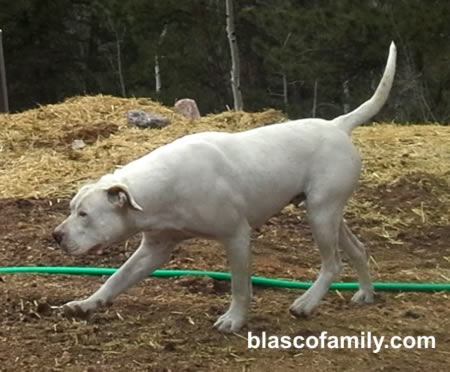 painter american bulldog kennels