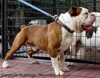 The Renaissance Bulldog, a Superior Bulldog to Bulldog Outcross; Hugo of Gargoyle Bulldogs, Denmark