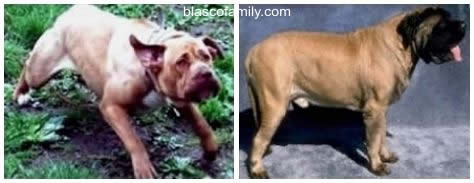 Bandogge and English Mastiff; which is better...?