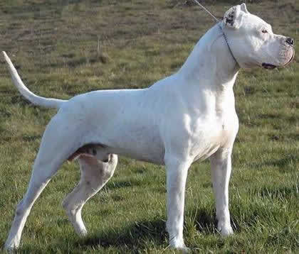The ever shrinking and often deaf and blind Dogo Argentino, a victim of in-line breeding protocols...