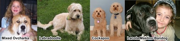 Crossbreed dogs, not mutts, just mixed...