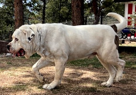 American Bulldog Bully the Bulldozer