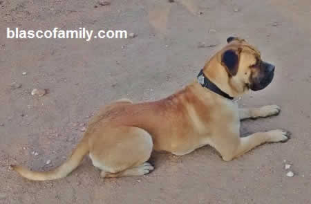 dog training correct down position