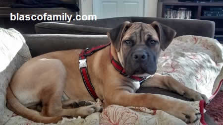 bandogge / bandog puppies