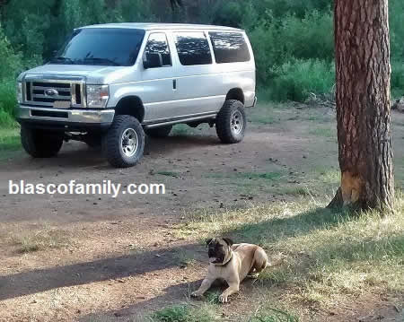 Bandogge / bandog on guard duty