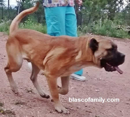 bandog / bandogge running