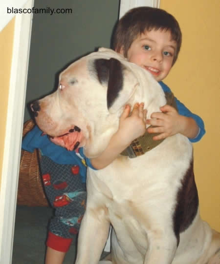 Bully type hybrid American Bulldog with son, John