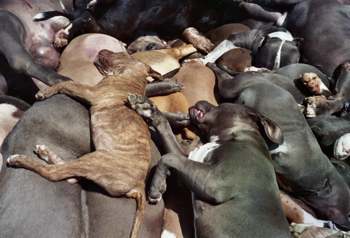 Truck load of dead  Pitbulls