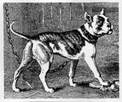 Early American Bulldog