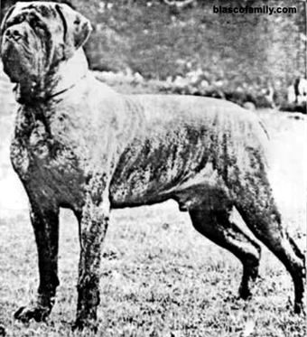 The former English Mastiff...