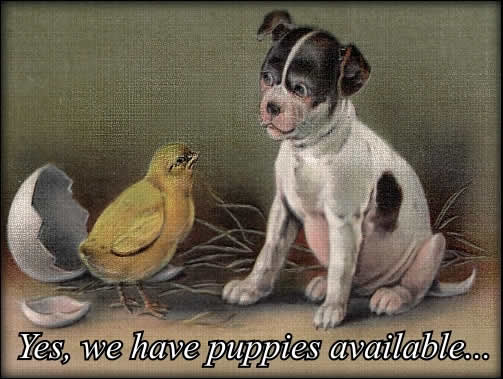 Puppies available...